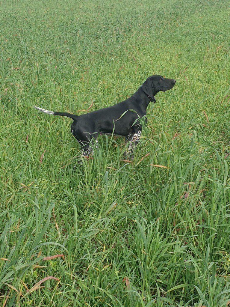 TR. CH. Vi'x Du Pré Du Chêne Vert