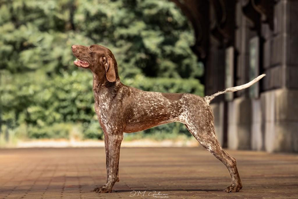 Xybelle Du Pré Du Chêne Vert